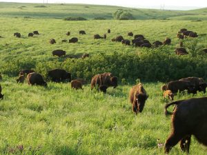 Bison herd on Konza Whiles 2007.jpg